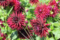 25 CACTUS DOUBLE DAHLIA Mix Variabilis Mixed Colors Hummingbird Flower Seeds