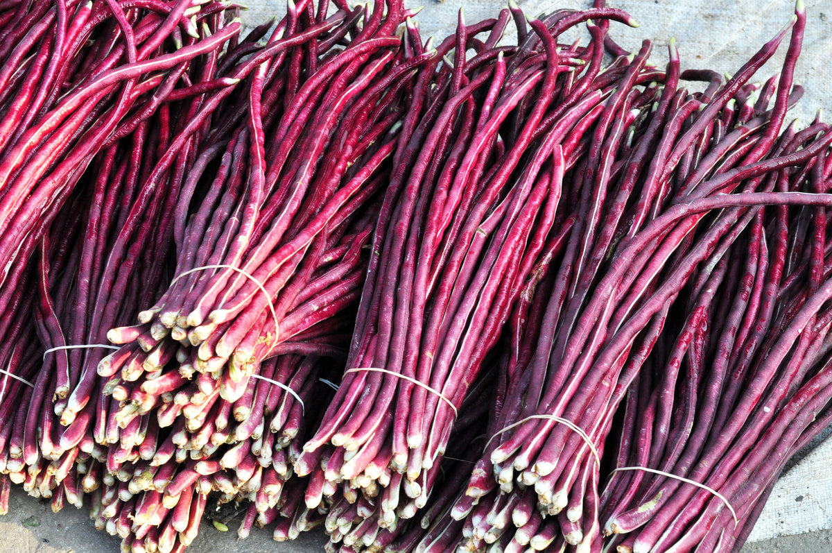 Netre Bhena 25 RED NOODLE BEAN Yard Long Asparagus Bean Chinese Phaseolus Vulgaris ...