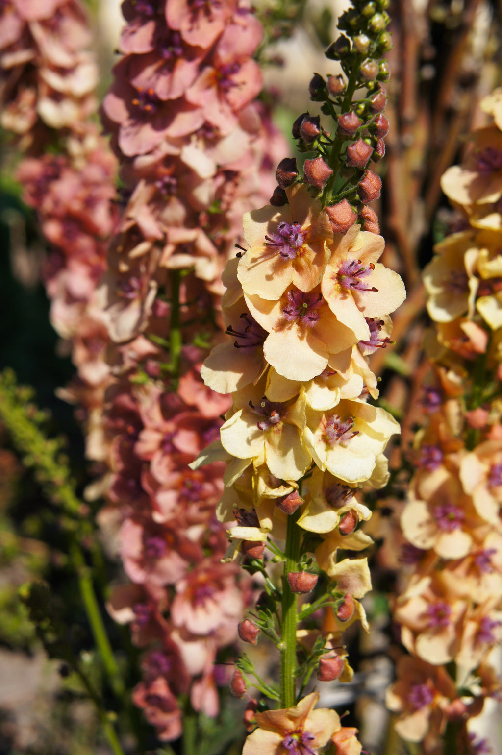 100 MIXED COLORS VERBASCUM Verbascum Phoeniceum Flower Seeds