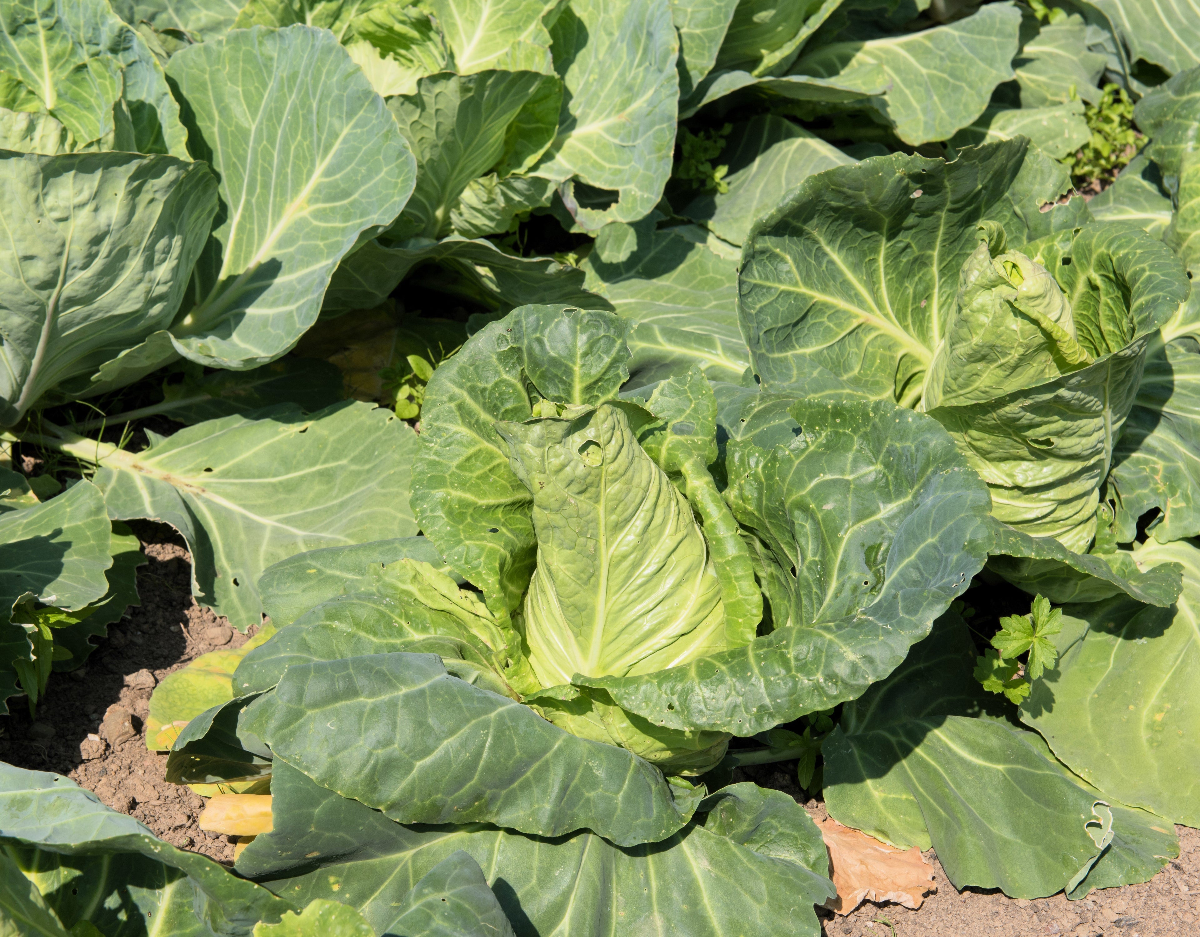 300 CHARLESTON WAKEFIELD CABBAGE Heirloom Cone Brassica Oleracea Vegetable Seeds