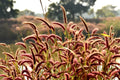25 RED JEWEL MILLET Setaria Italica Ornamental Grass Flower Seeds