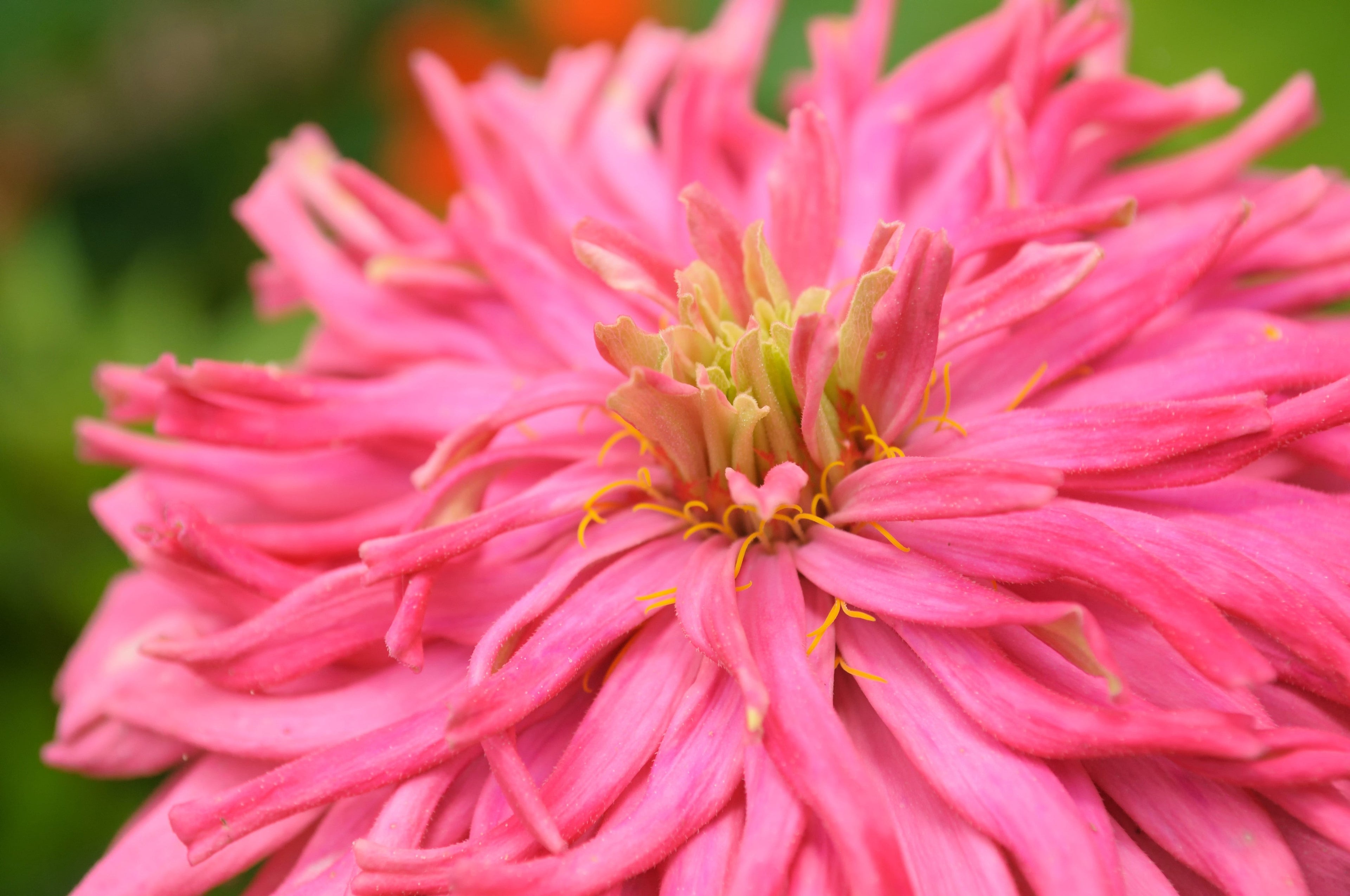 300 Burpeeana Giant Mix CACTUS FLOWERED ZINNIA Elegans Flower Seeds