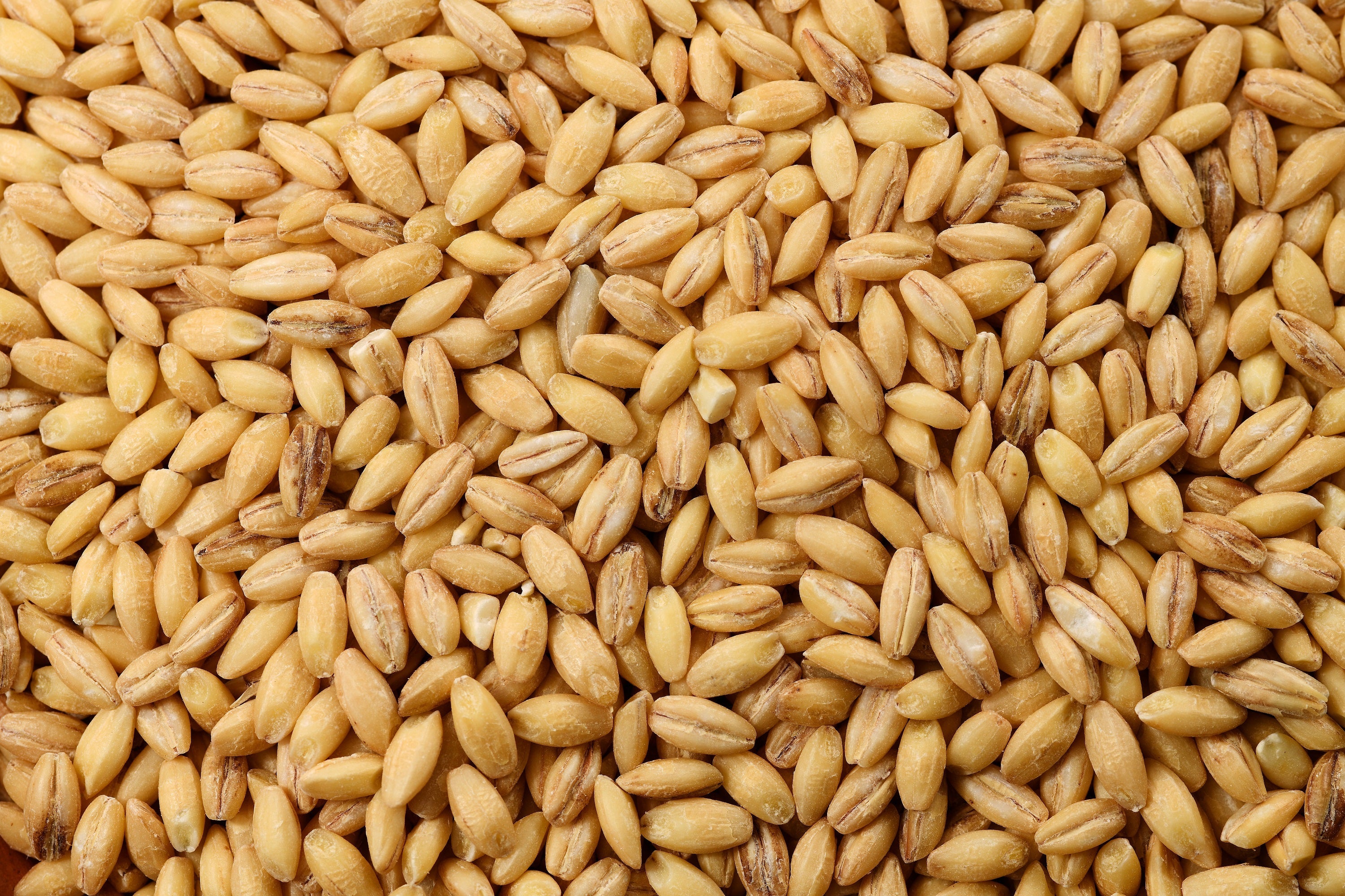 100 Common BARLEY Hordeum Vulgare Grain Grass Cover Crop Beer Seeds