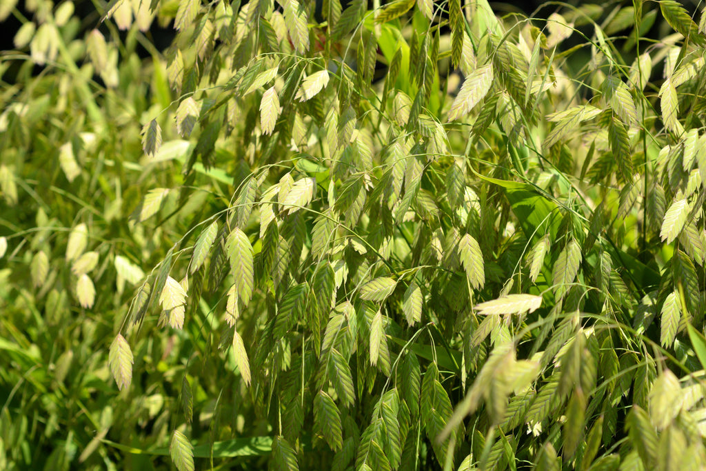100 NORTHERN SEA OATS Grass Inland Chasmanthium Latifolium Seeds
