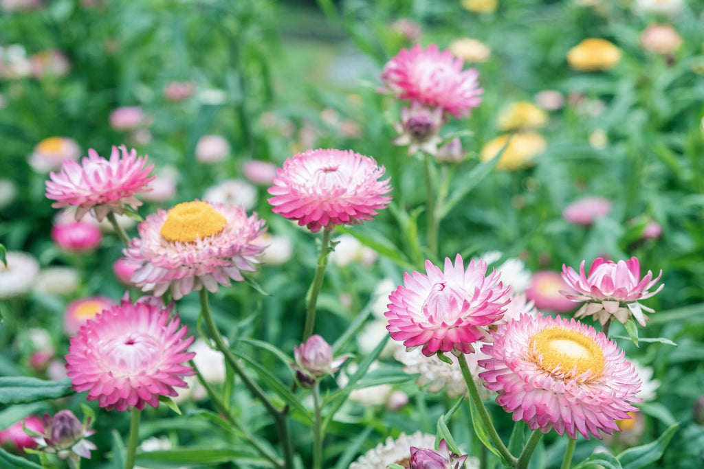 50 PINK DOUBLE STRAWFLOWER Helichrysum  Xerochrysum Bracteatum Flower Seeds