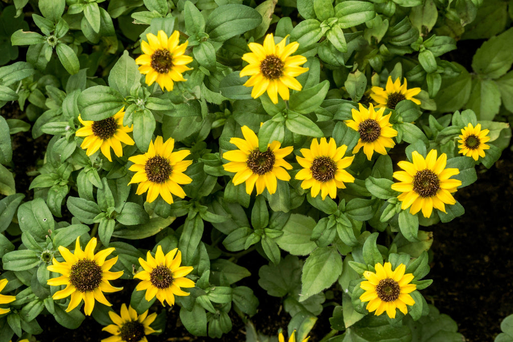 250 ZIN MASTER ZINNIA Mix Elegans Mixed Colors Flower Seeds