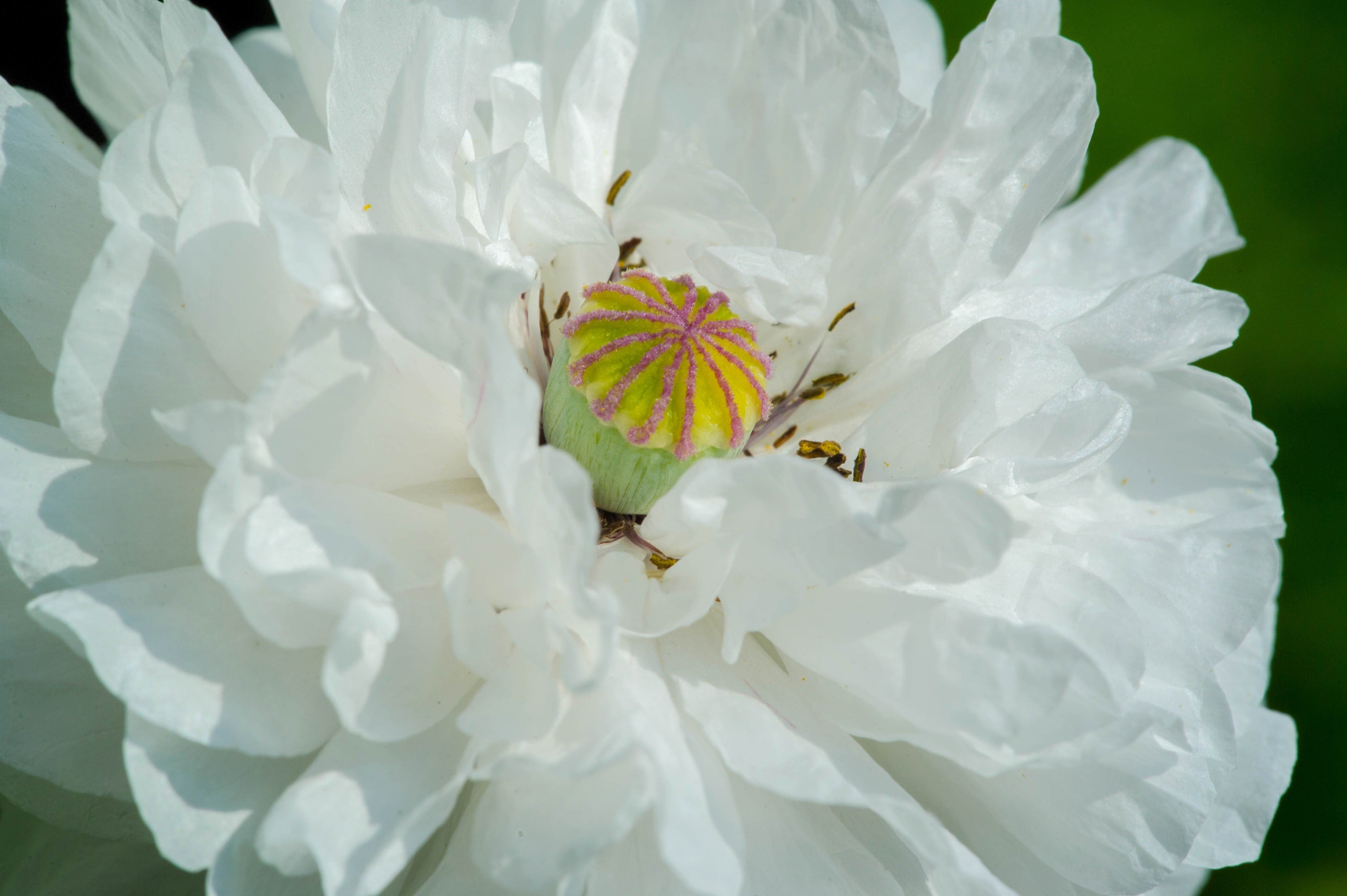 250 WHITE Cloud PEONY POPPY Papaver Peoniflorum Flower Seeds