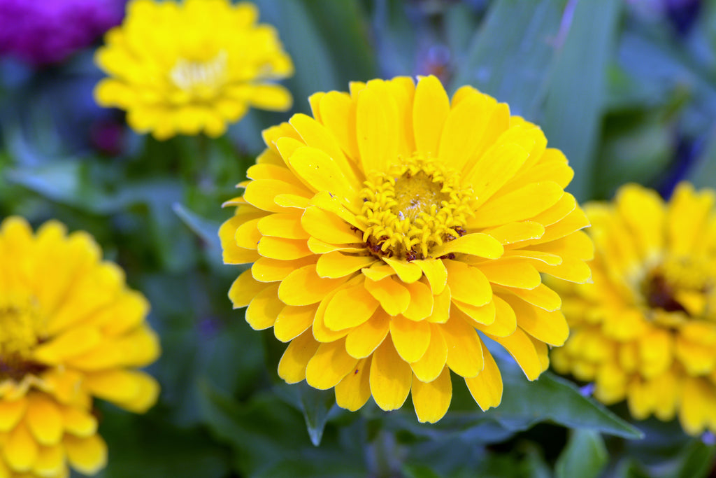 500 Mixed Colors CALIFORNIA GIANT ZINNIA Elegans Flower Seeds