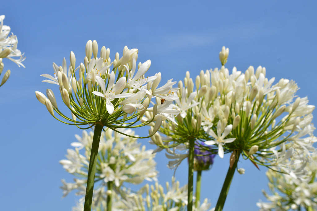 25 WHITE LILY of the NILE Agapanthus Orientalis African Lily Flower Seeds