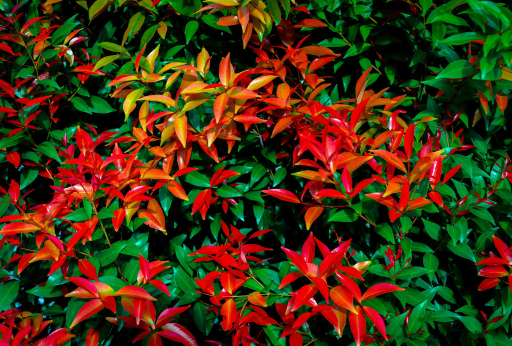 15 DWARF SACRED BAMBOO Heavenly Nandina Domestica Nana Pink Red Sun Shade Shrub Seeds