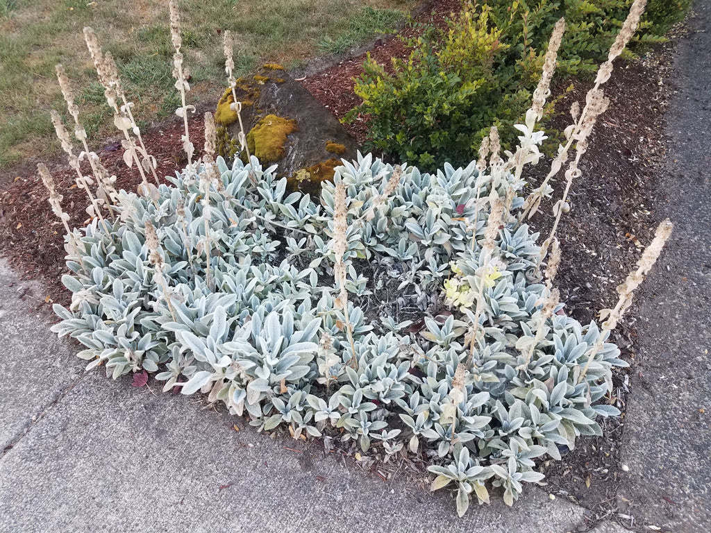 100 Wolly LAMBS EAR Stachys Byzantina Silvery Fuzzy Leaves Purple Flower Seeds