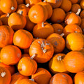 40 SMALL SUGAR PUMPKIN Orange Pie or Carving Cucurbita Pepo Vegetable Seeds