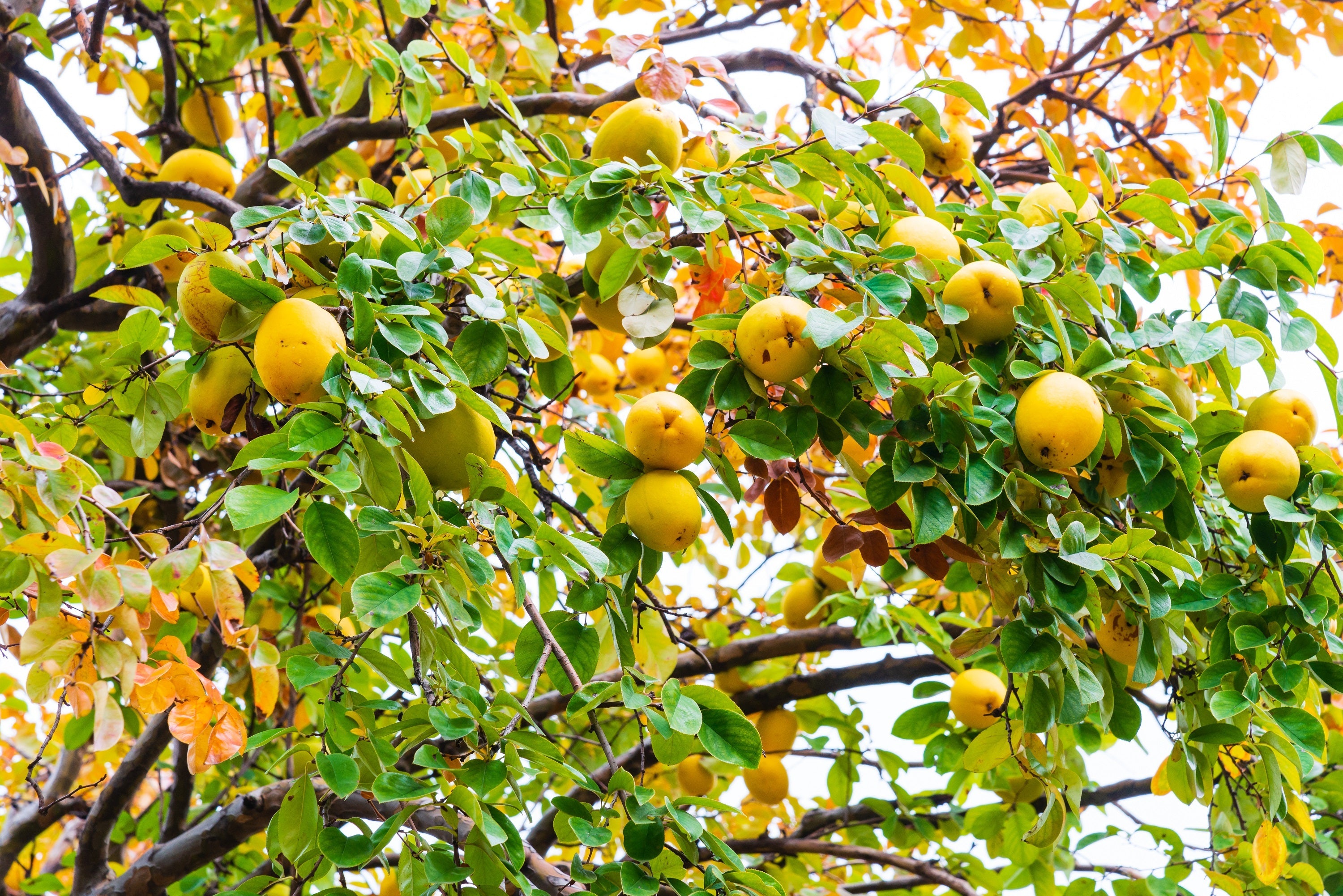 20 Chinese QUINCE FRUIT TREE Chaenomeles Sinensis Pseudocydonia Fruit Flower Seeds Thornless