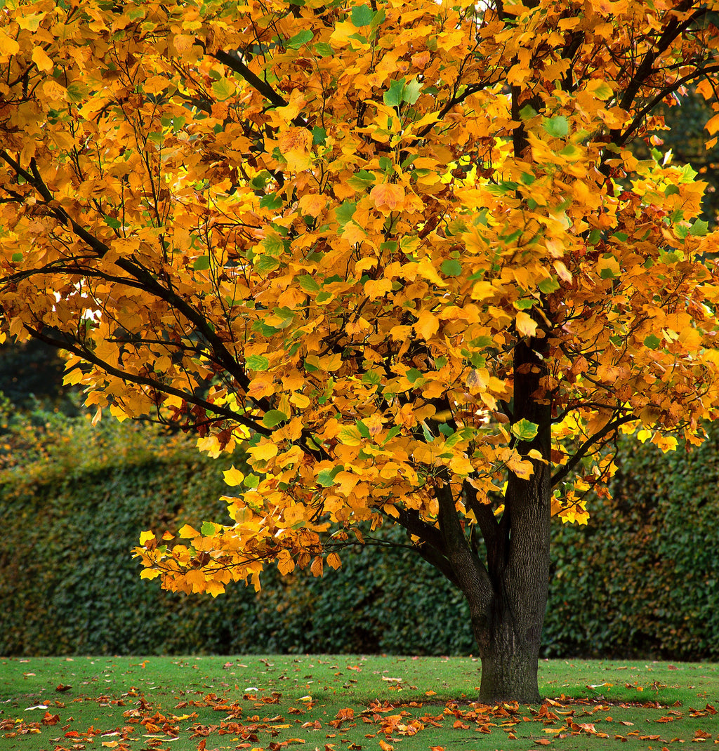 15 TULIP POPLAR TREE Yellow Flower Liriodendron Tulipifera Whitewood Seeds