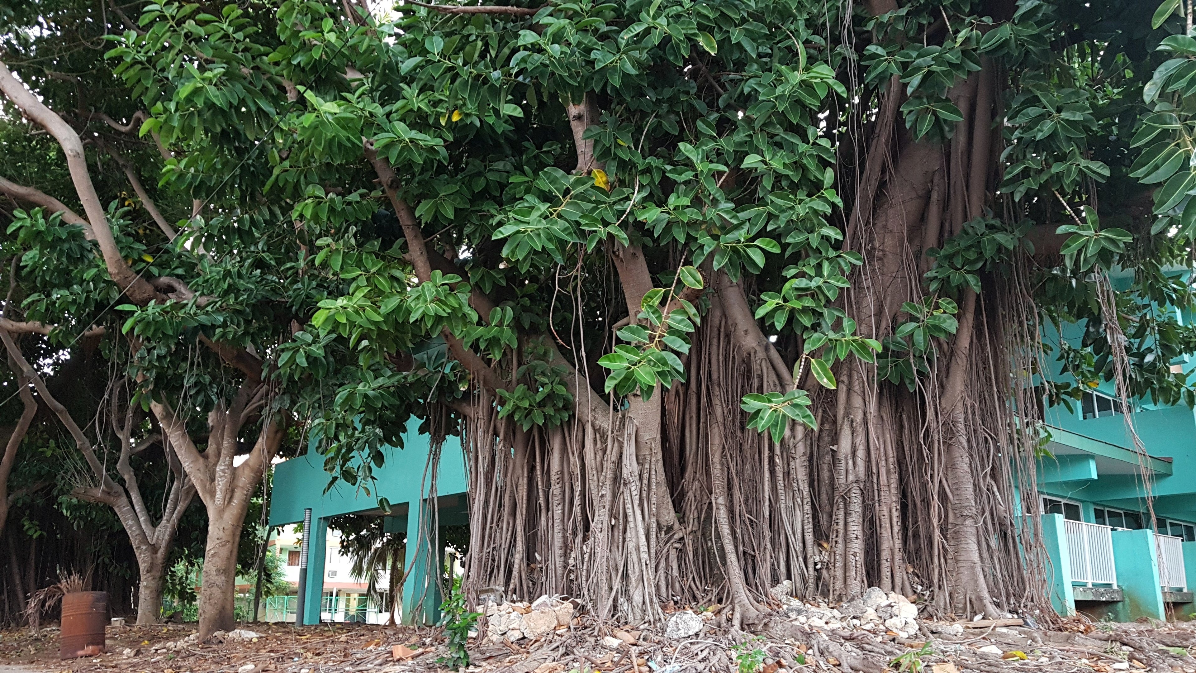 50 BANYAN / BANYAN FIG TREE East Indian Ficus Benghalensis Aerial Root Houseplant Seeds