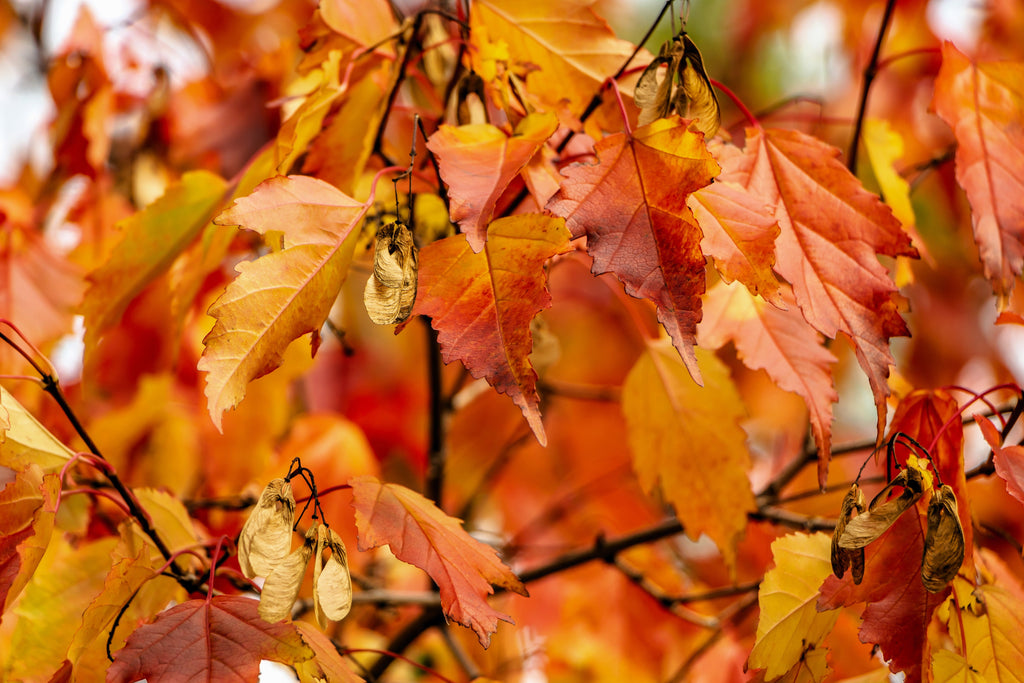 20 Tatarian FLAME MAPLE TREE Red Acer Tataricum Seeds