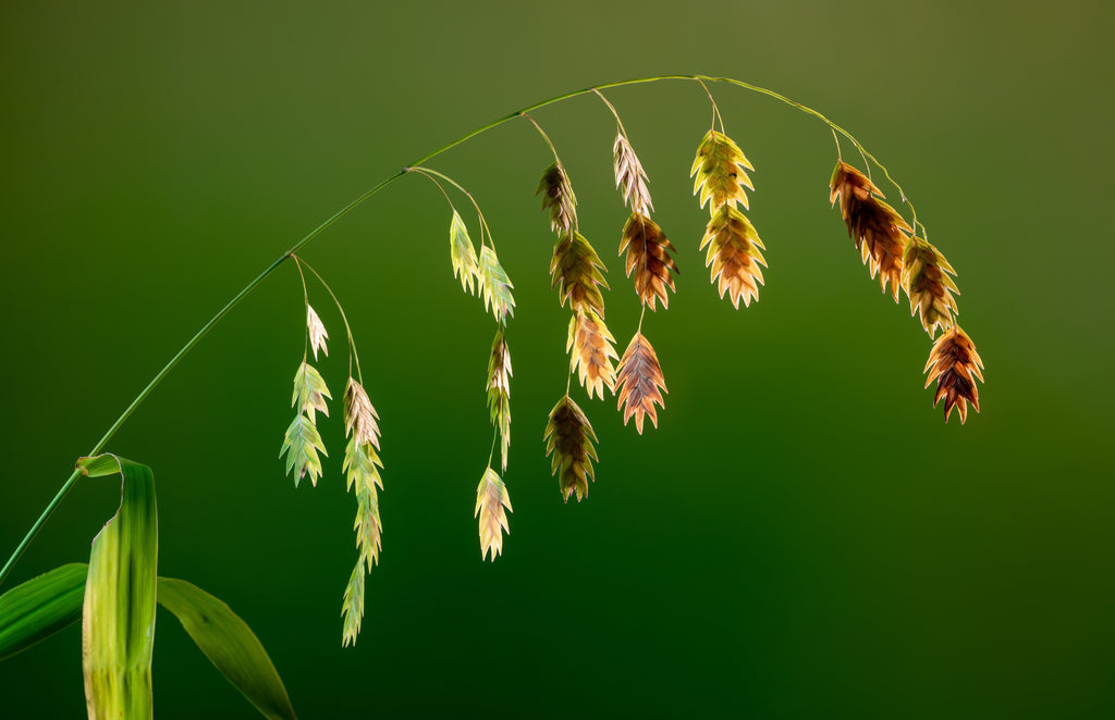 100 NORTHERN SEA OATS Grass Inland Chasmanthium Latifolium Seeds