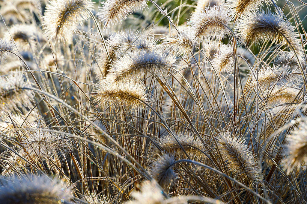 25 DWARF FOUNTAIN GRASS Pennisetum Alopecuroides Hardy Ornamental White Plume Seeds