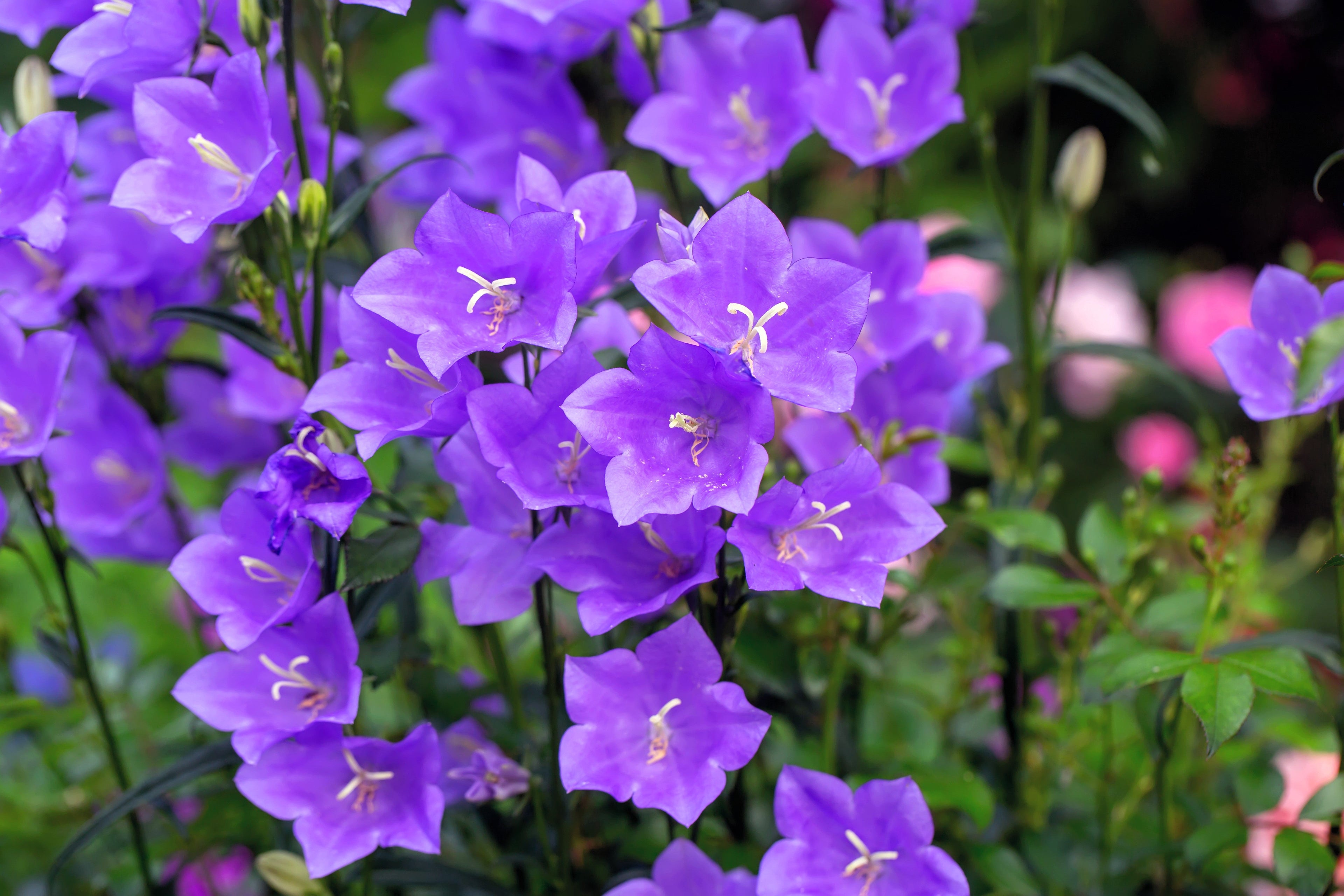 500 TELHAM BEAUTY BELLFLOWER Blue Peach Leaved Campanula Persicifolia Flower Seeds