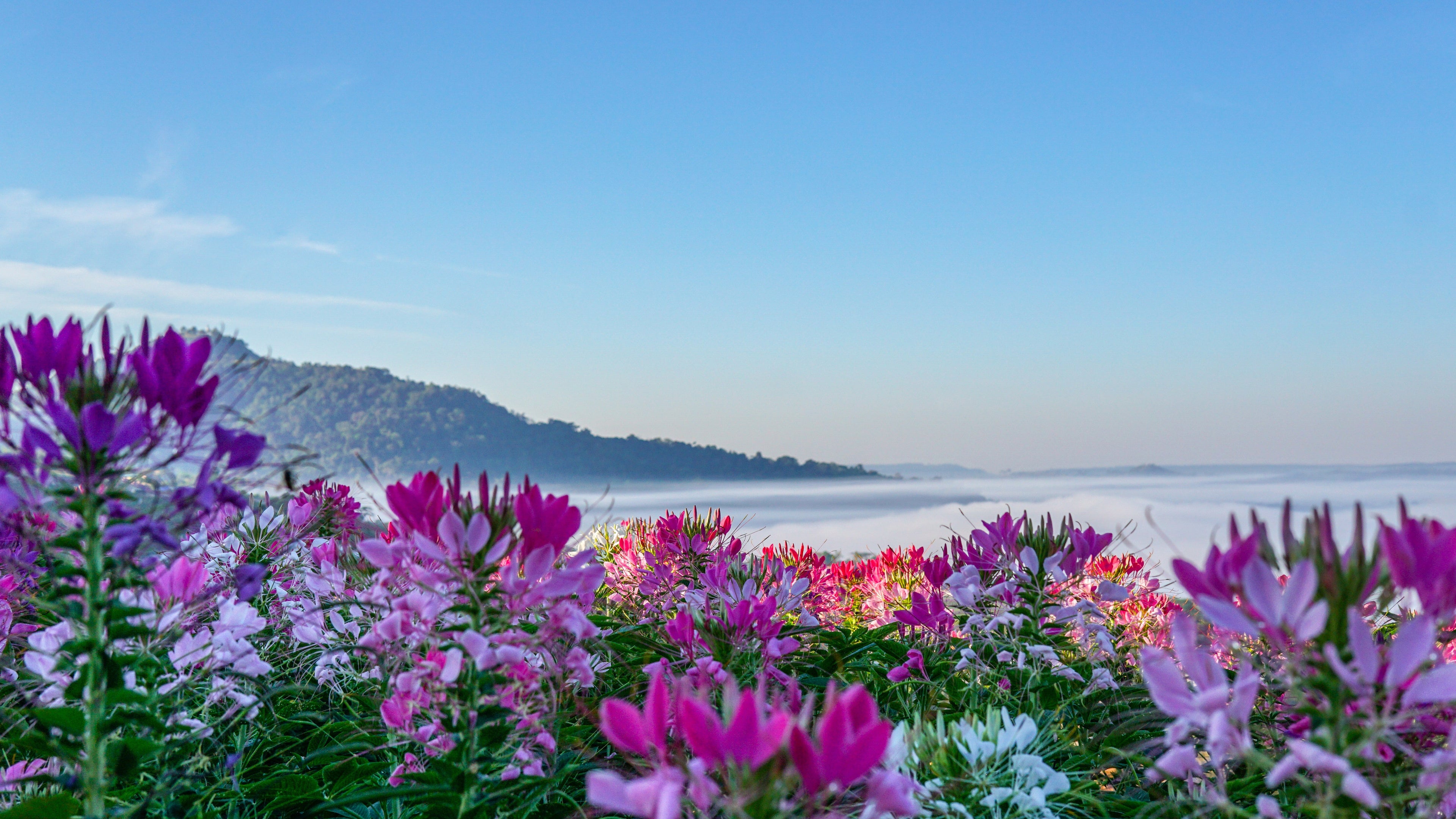 250 MIXED Colors QUEEN CLEOME (Spider Flower) Cleome Hassleriana Cleome Spinosa Flower Seeds