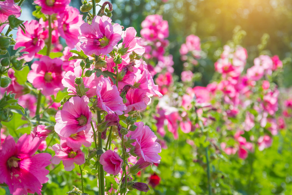 25 BRIGHT PINK HOLLYHOCK Alcea Rosea Perennial Flower Seeds