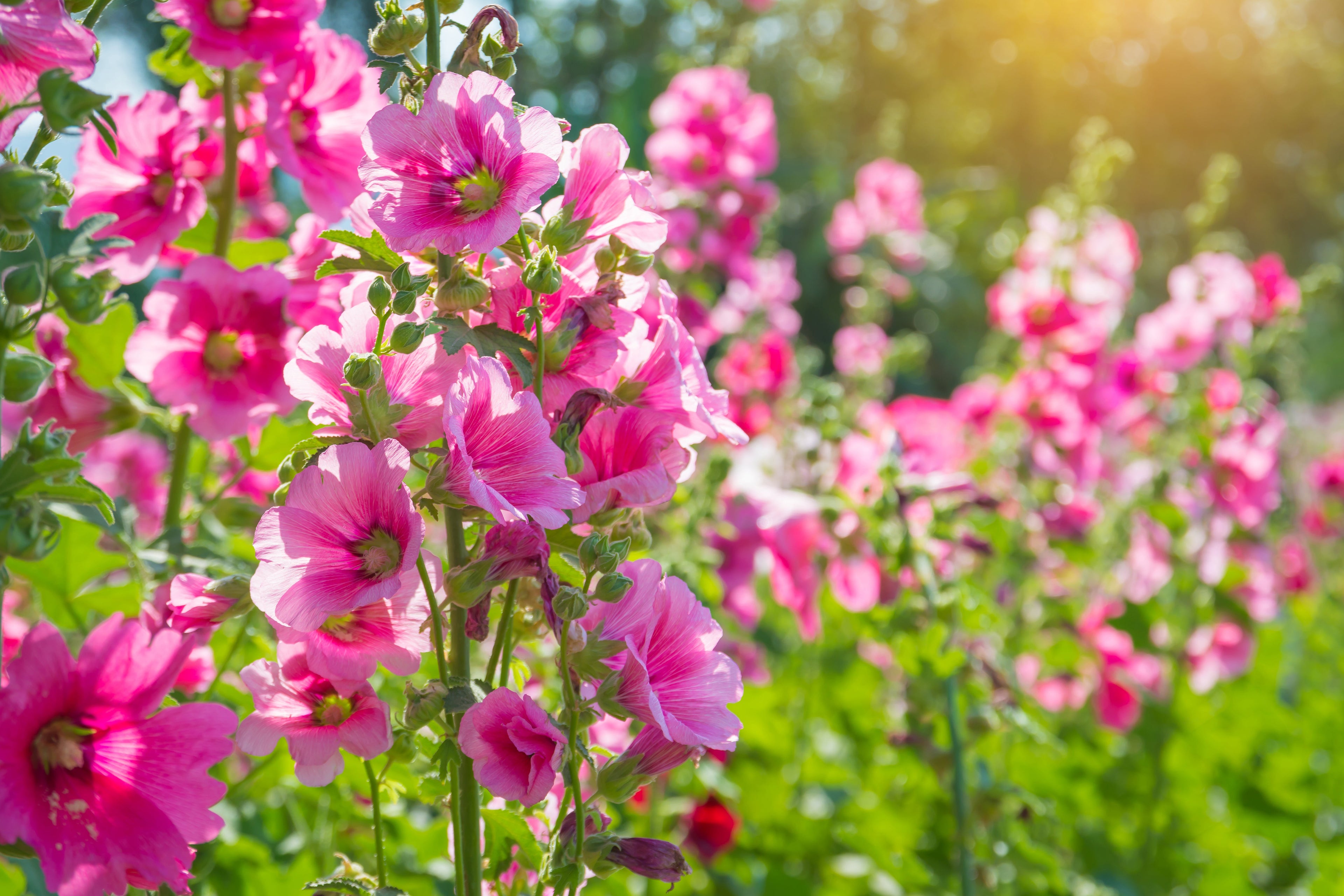 25 BRIGHT PINK HOLLYHOCK Alcea Rosea Perennial Flower Seeds