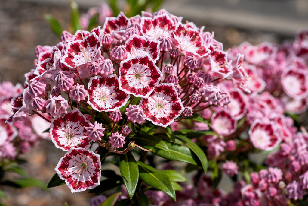 50 MOUNTAIN LAUREL White Pink Red Kalmia Latifolia Shrub Bush Seeds