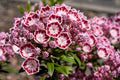 50 MOUNTAIN LAUREL White Pink Red Kalmia Latifolia Shrub Bush Seeds