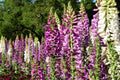 1000 FOXGLOVE EXCELSIOR MIX Digitalis Purpurea Mixed Colors Shade Flower Seeds