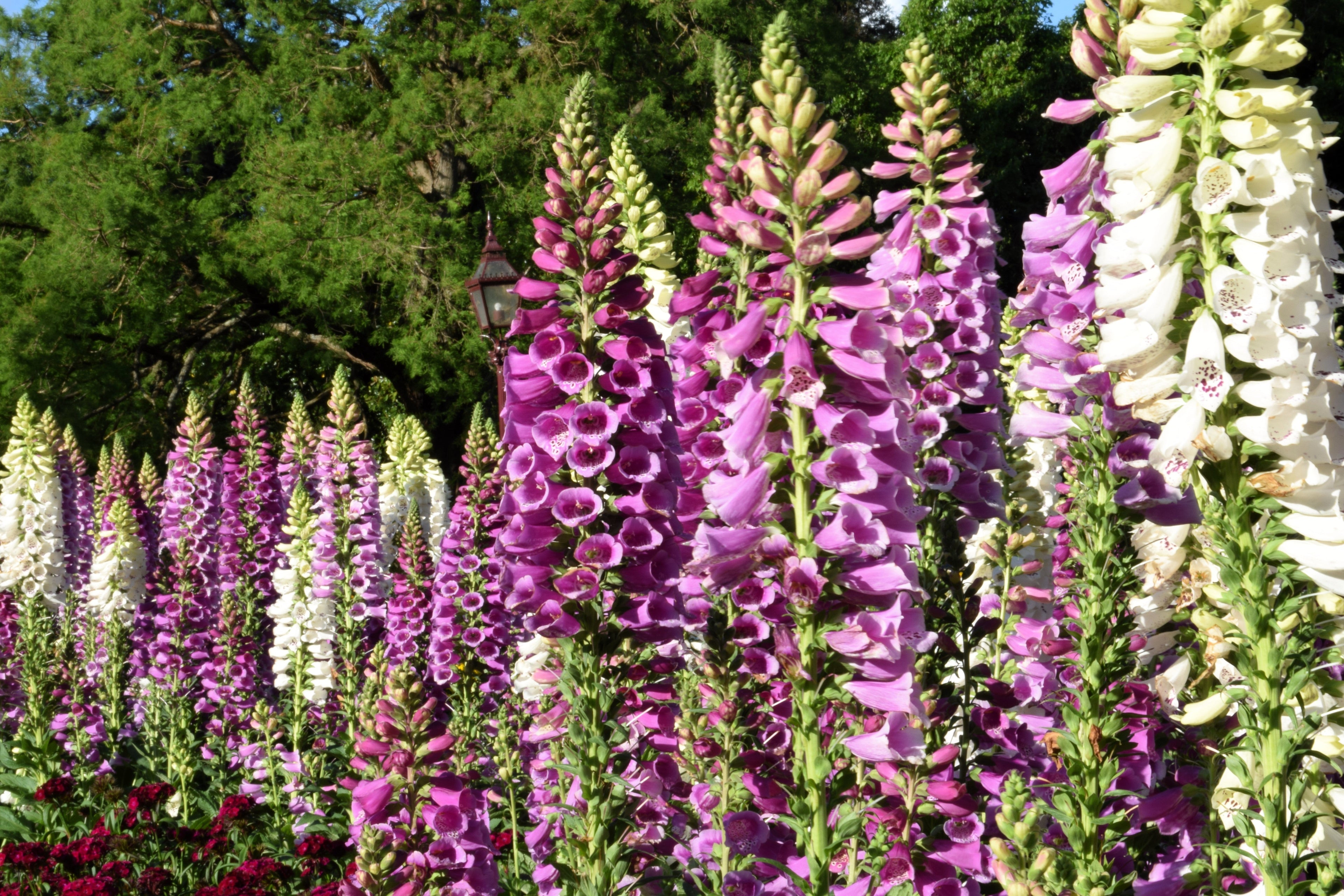 1000 FOXGLOVE EXCELSIOR MIX Digitalis Purpurea Mixed Colors Shade Flower Seeds