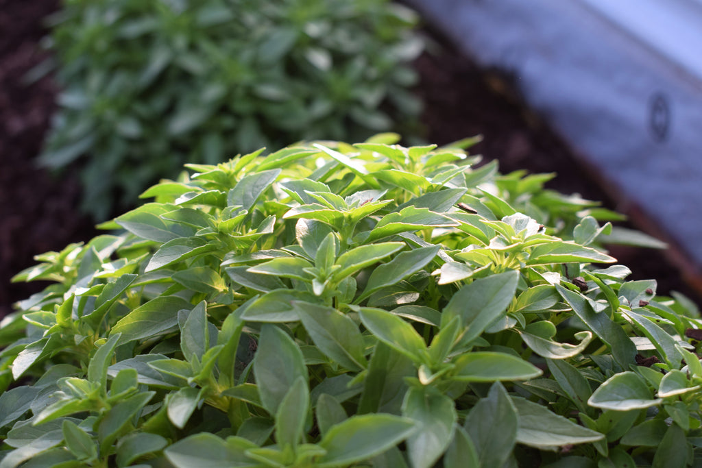 200 SPICY GLOBE BASIL Ocimum Basilicum Herb Flower Seeds