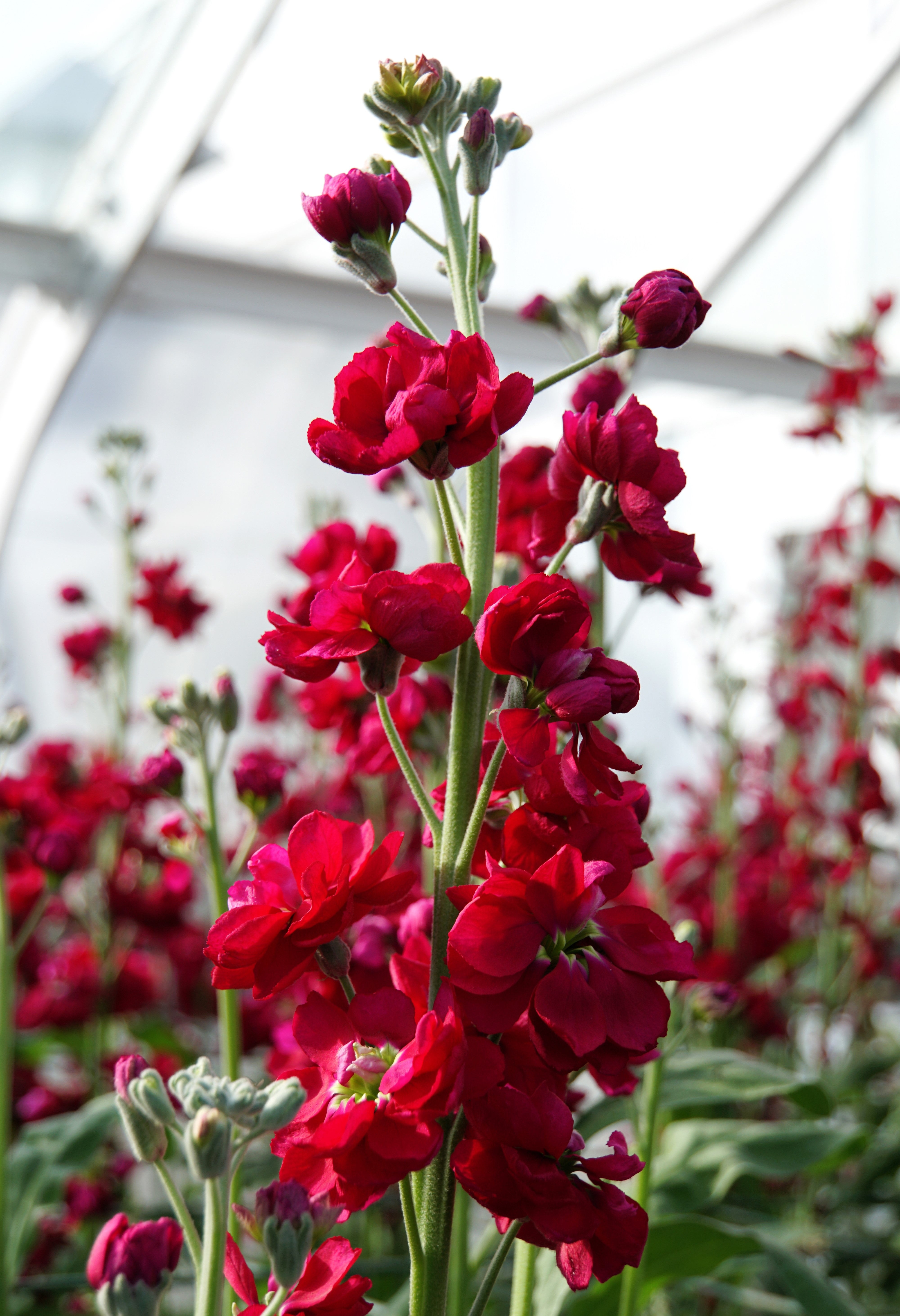 50 Crimson RED STOCK Matthiola Incana Ten-Week Gillyflower Seeds – Nate ...