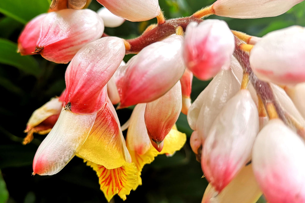 5 KAT GINGER Pink & Yellow Shell Alpinia Katsumadai Hayata Flower Herb Seeds