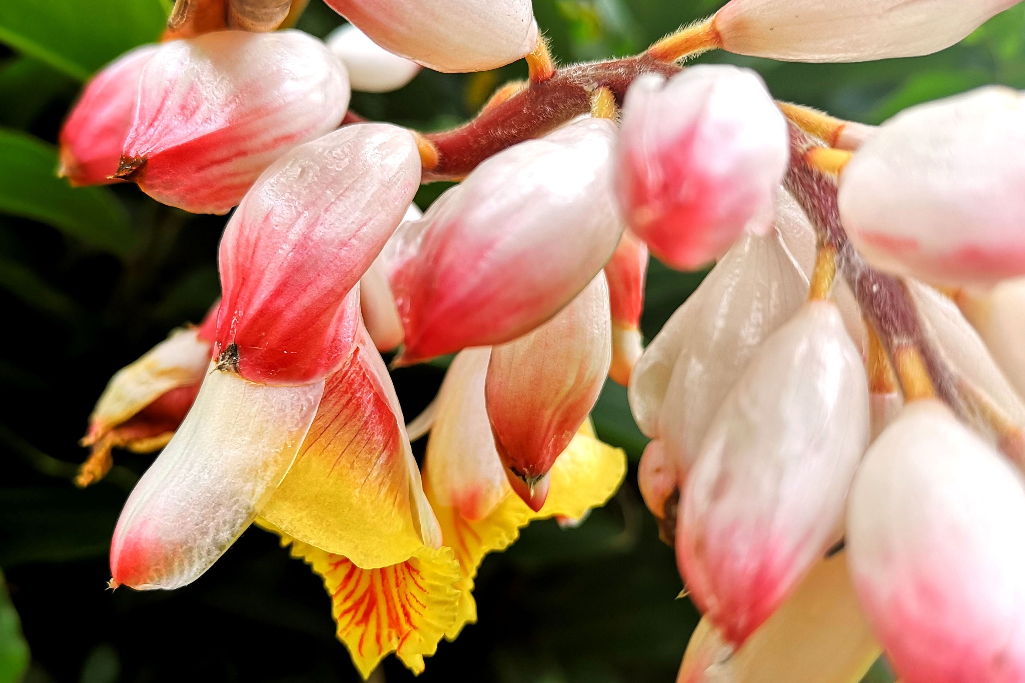 5 KAT GINGER Pink & Yellow Shell Alpinia Katsumadai Hayata Flower Herb Seeds