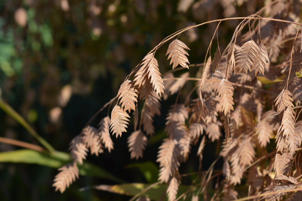 100 RIVER OATS (Northern Sea Oats / Inland Oats) Ornamental Uniola Latifolia Grass Seeds