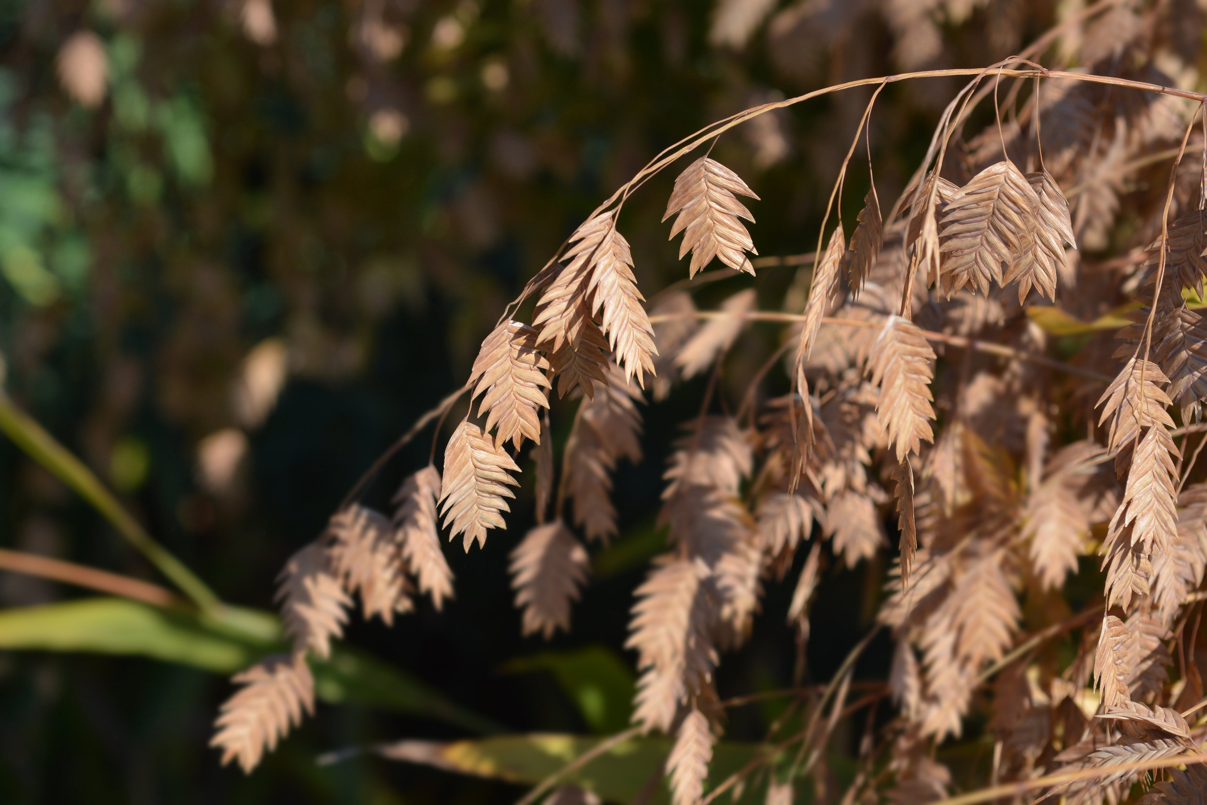 100 RIVER OATS (Northern Sea Oats / Inland Oats) Ornamental Uniola Latifolia Grass Seeds