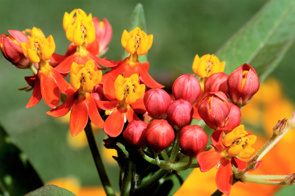 100 SUNSET MILKWEED Asclepias Curassavica Scarlet Blood Flower Red Orange Butterfly Weed Seeds
