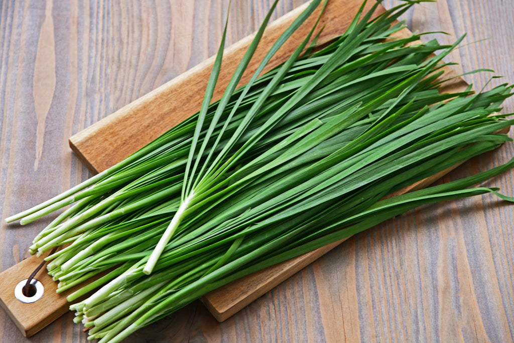 250 GARLIC CHIVE Allium Tuberosum White Flowering Herb Vegetable Seeds