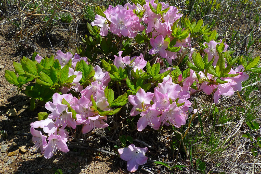 50 PINK ROYAL AZALEA Rhododendron Schlippenbachii Bush Shrub Flower Seeds