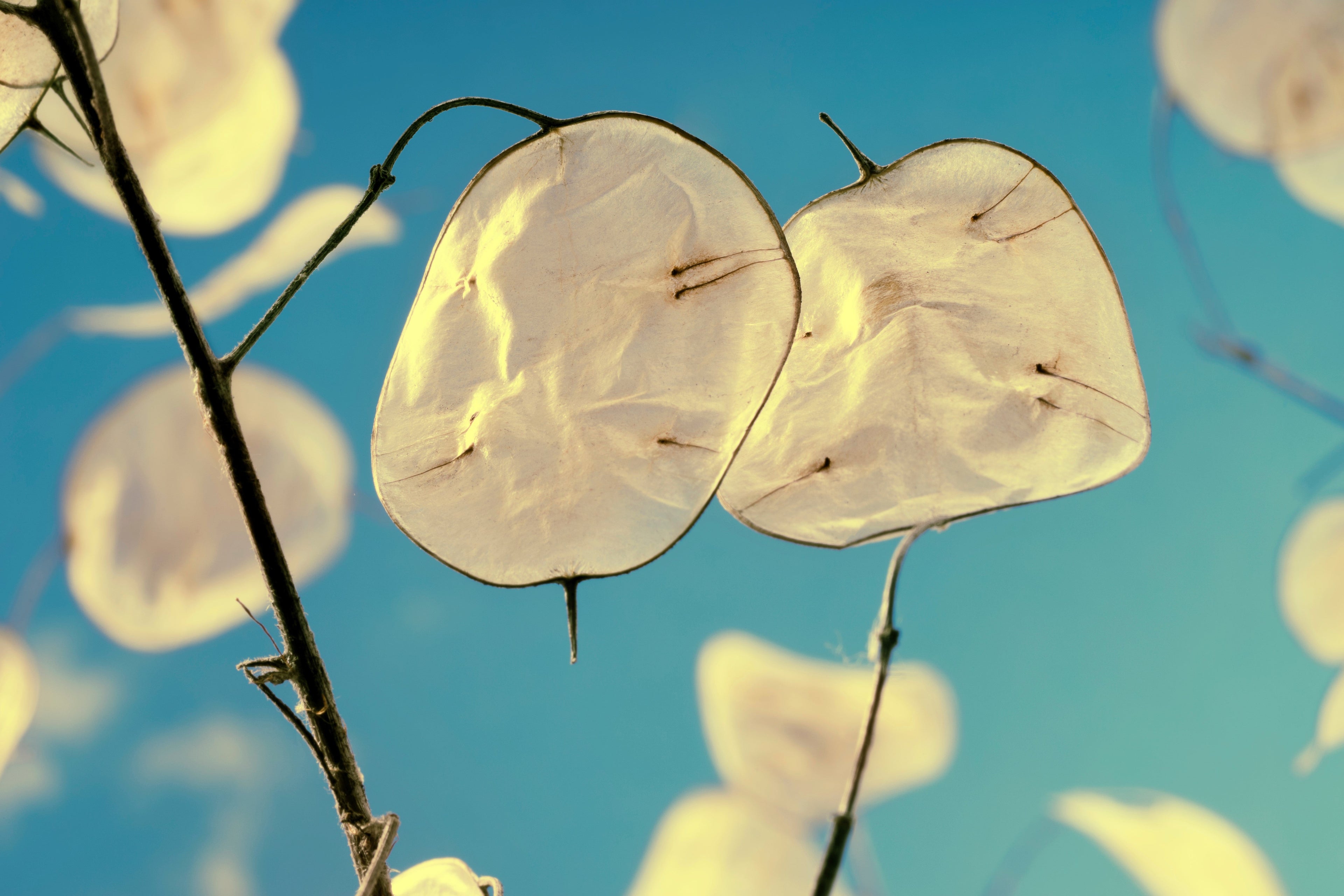 100 LUNARIA Biennis ( MONEY PLANT / Silver Dollar / Honesty / Moonwort / L Annua ) Flower Seeds