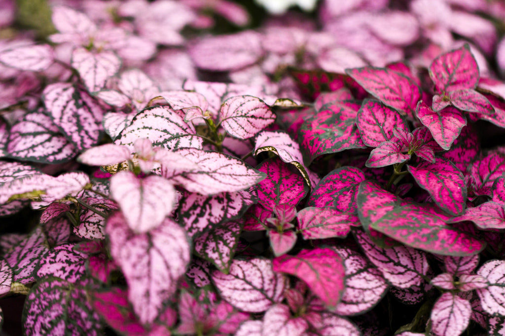 10 Dwarf Mixed Colors POLKA DOT PLANT Red Pink White Rose Splash Select Hypoestes Phyllostachya Flower Houseplant Seeds