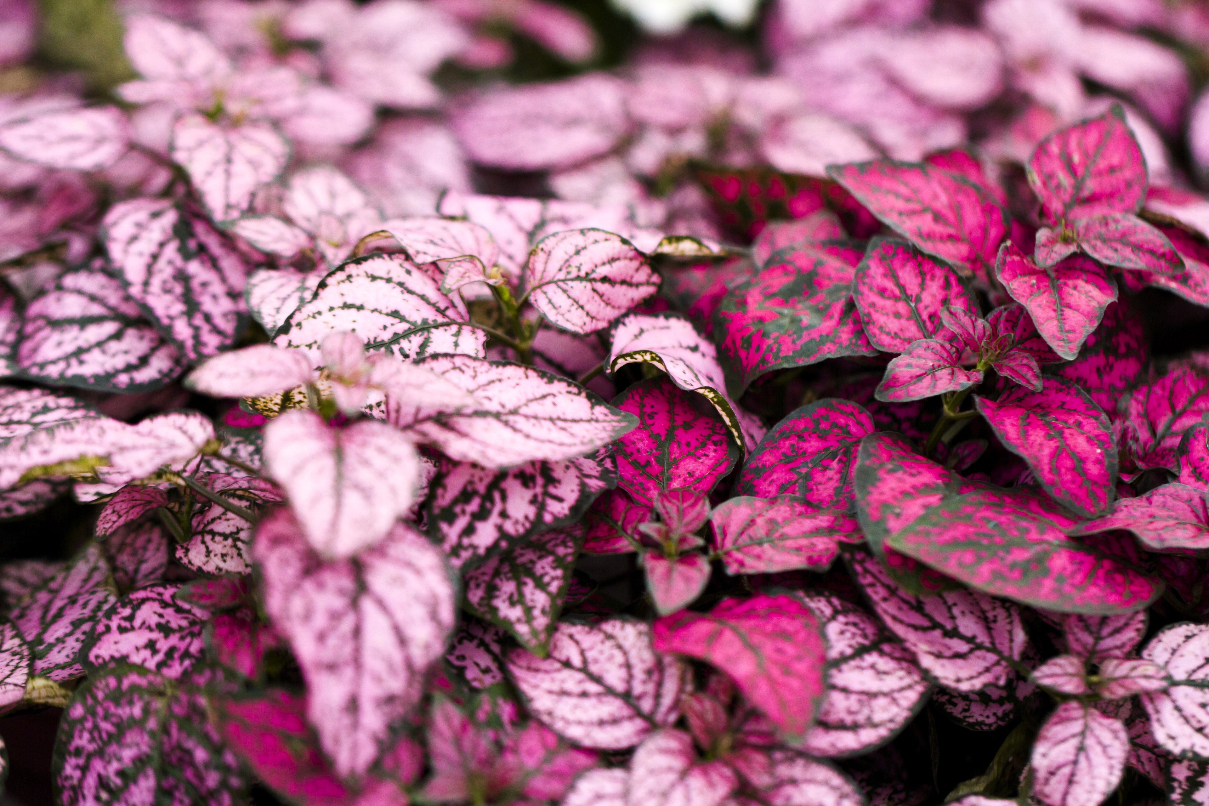 10 Dwarf Mixed Colors POLKA DOT PLANT Red Pink White Rose Splash Select Hypoestes Phyllostachya Flower Houseplant Seeds