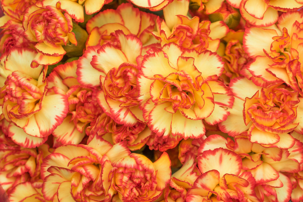 100 Mixed CARNATION / DOUBLE DIANTHUS Chinensis Flower Seeds