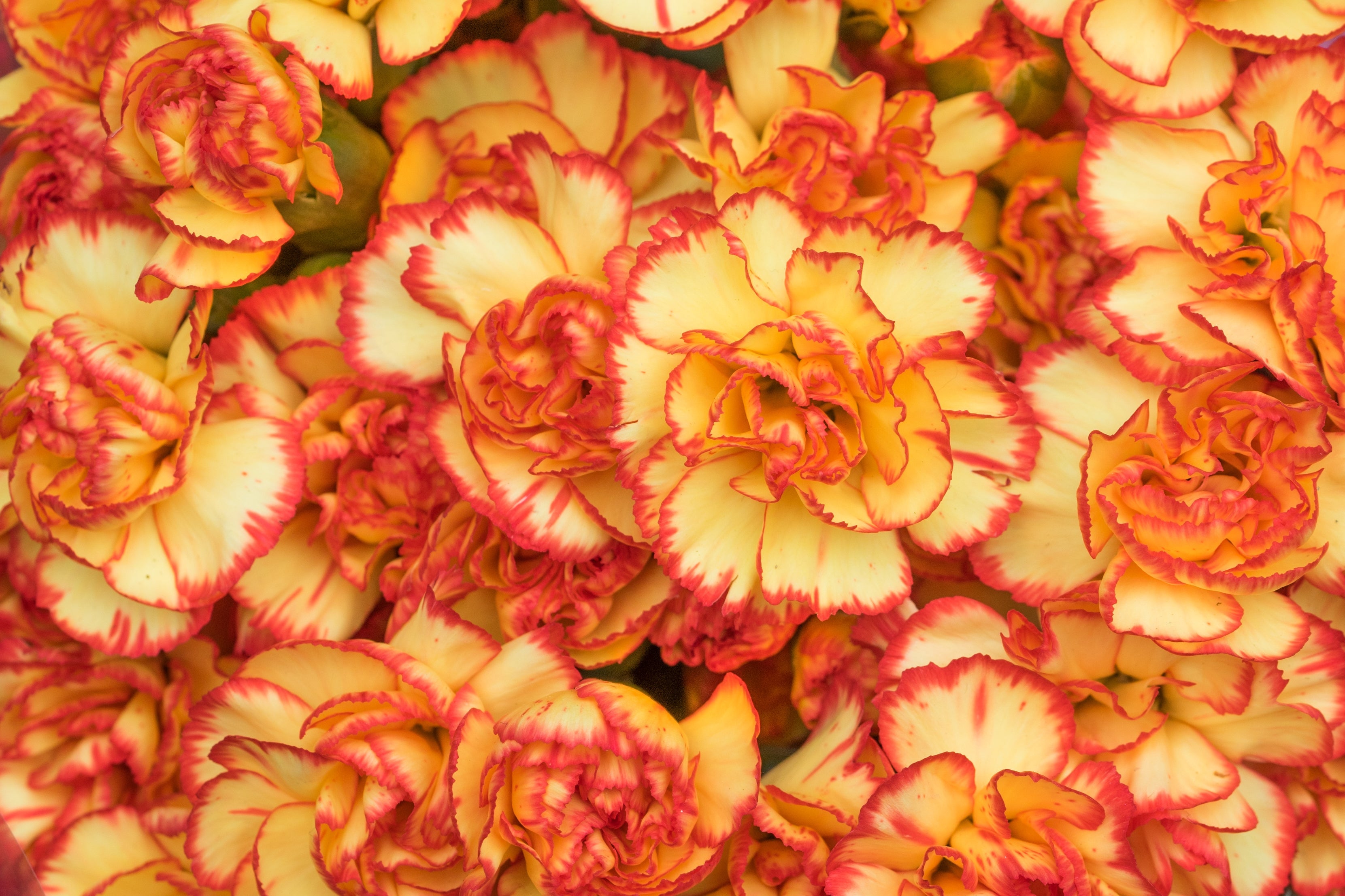 100 Mixed CARNATION / DOUBLE DIANTHUS Chinensis Flower Seeds