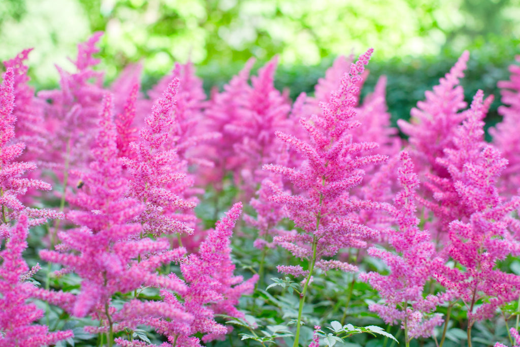 100 PINK MIX ASTILBE (False Spirea / False Goats Beard) Astilbe Chinensis Flower Seeds