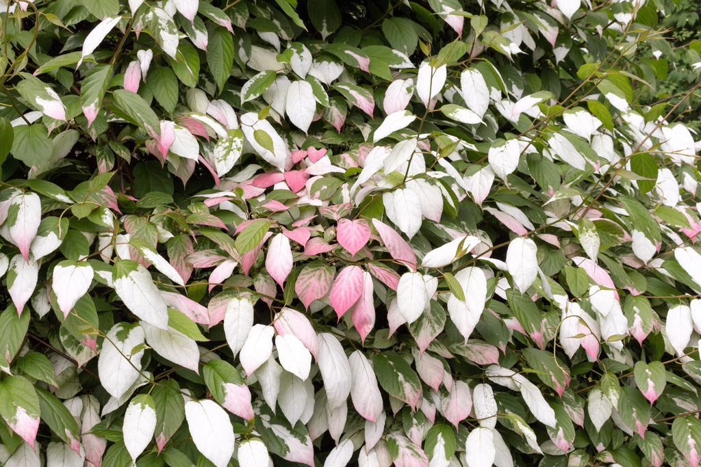 20 Variegated ARCTIC BEAUTY KIWI Fruit Edible Actinidia Kolomikta Vine Seeds