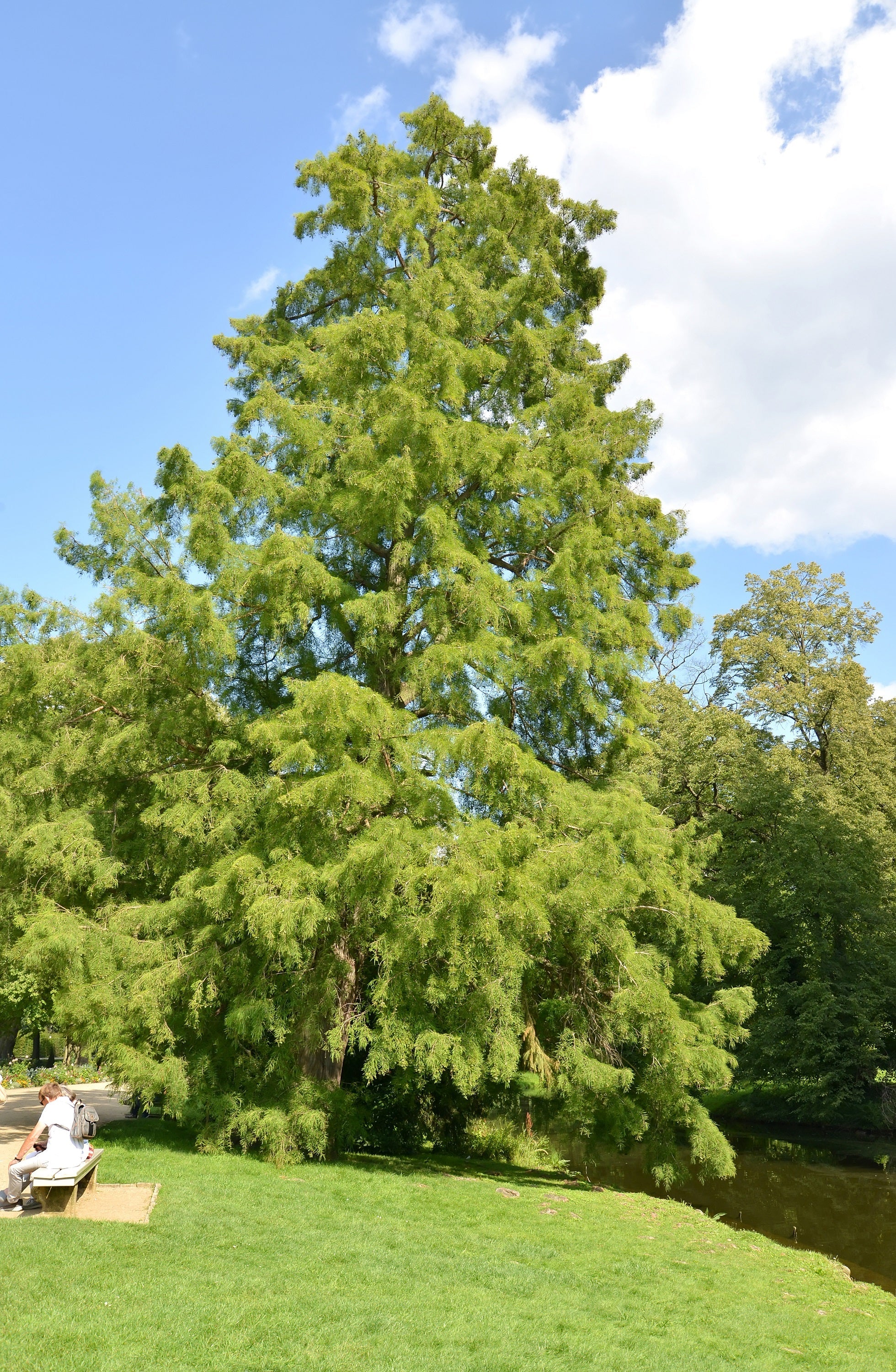 25 EUROPEAN LARCH TREE Pine Pinetree Evergreen Larix Decidua Seeds