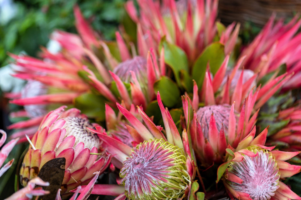 5 Giant KING PROTEA Cynaroides Sugarbush Rare 12" Flower Seeds