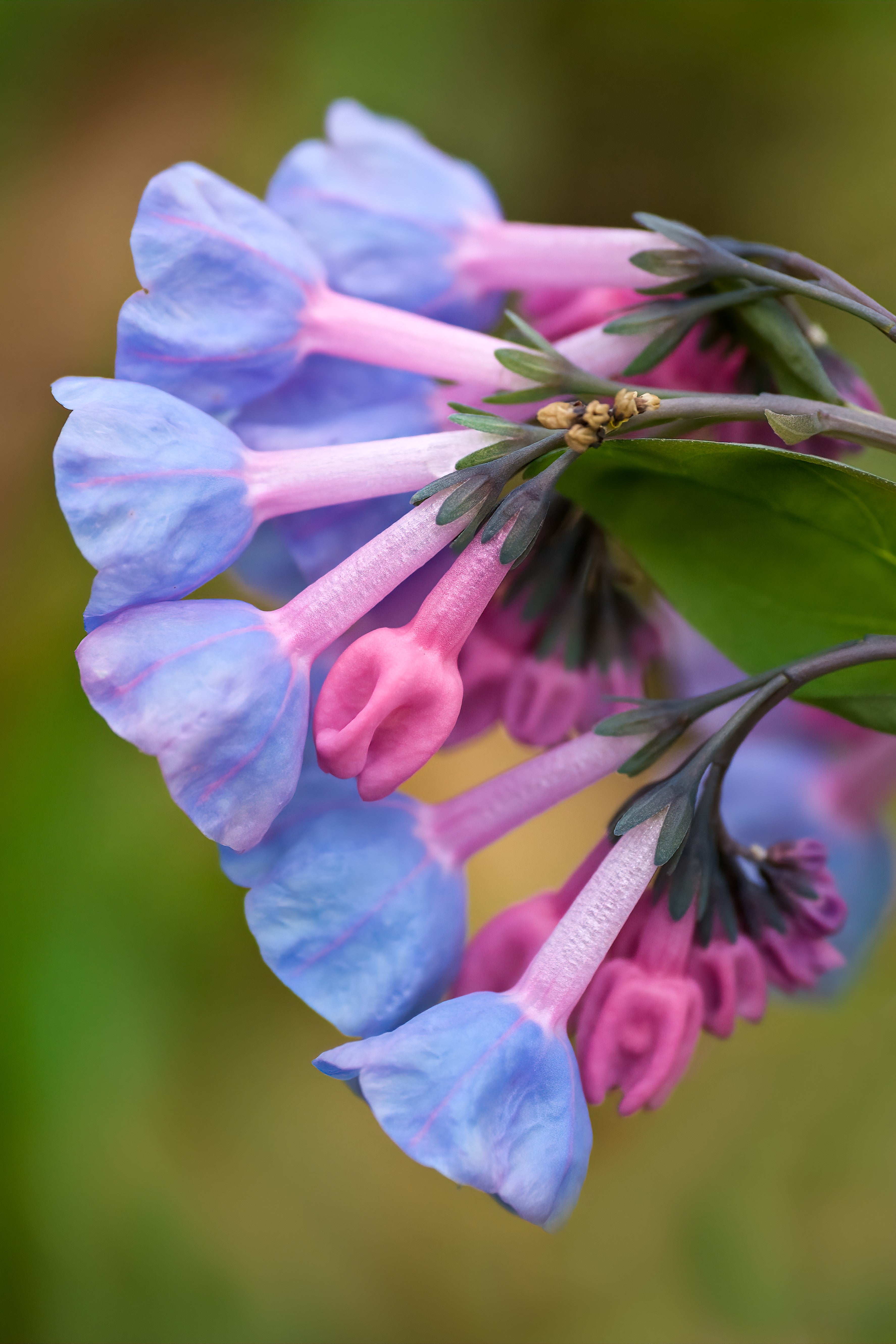 20 VIRGINIA BLUEBELLS True Blue & Pink Mertensia Virginica Flower Seeds
