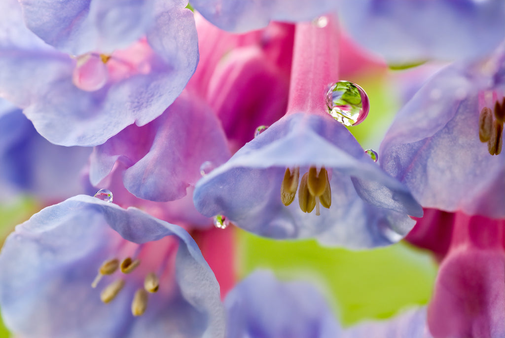20 VIRGINIA BLUEBELLS True Blue & Pink Mertensia Virginica Flower Seeds